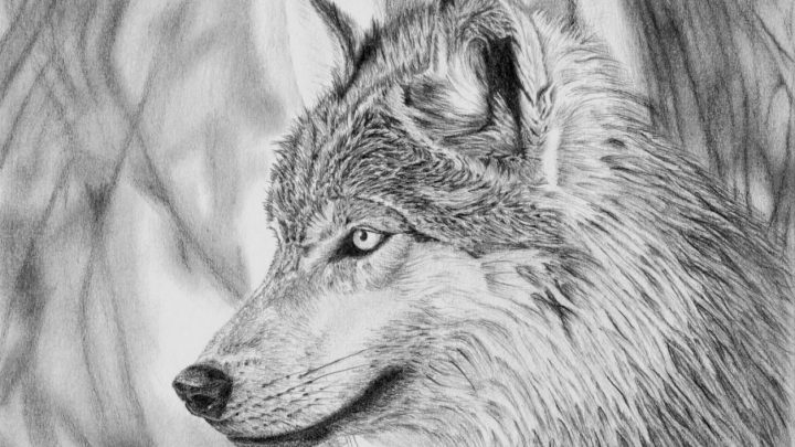 loup 2