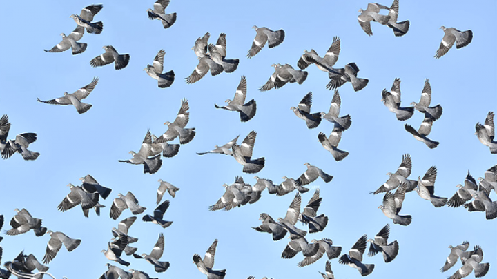 Les palombes étaient au rendez-vous