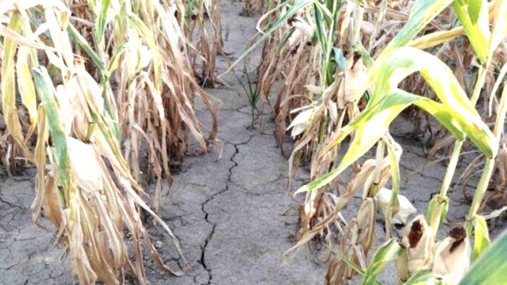 Unis autour des aides liées à la sécheresse