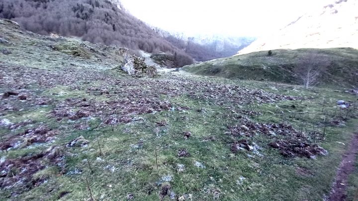 Surpopulation des sangliers