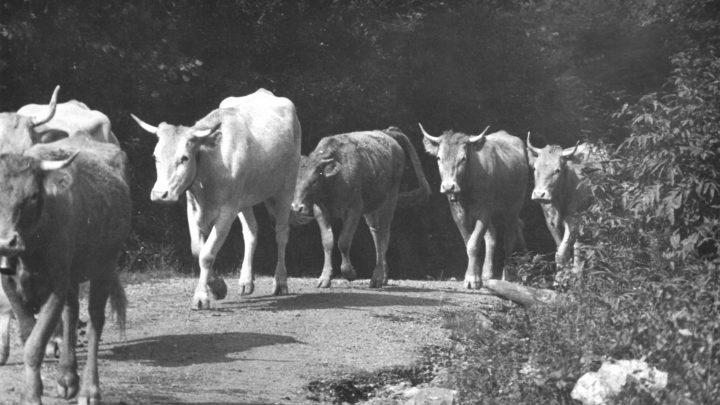 Fête de la transhumance