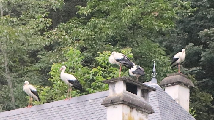 Tardets cigogne