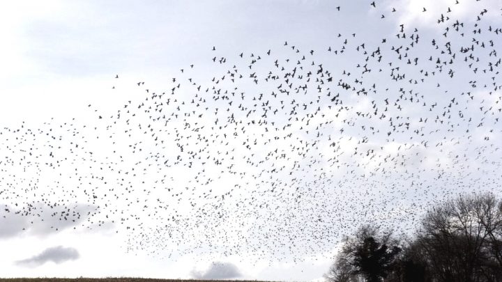 RÉFLEXION SUR LA MIGRATION DES PALOMBES