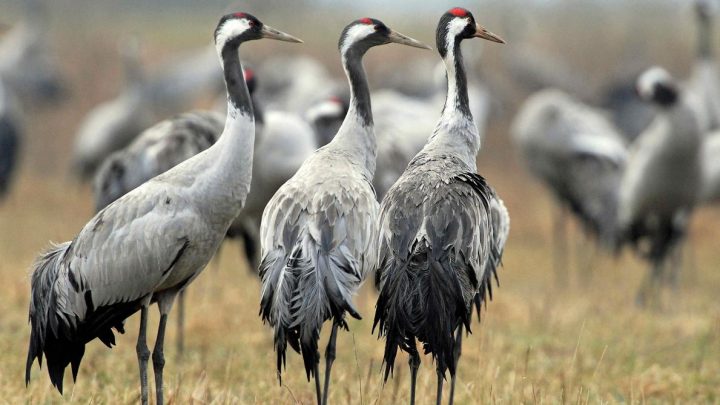 Il passe toujours autant de grues cendrées !