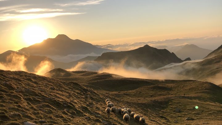 ZooMauléon Photo 64