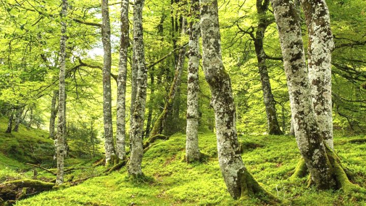 Foret Iraty