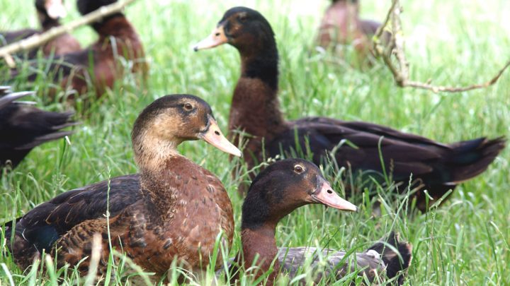 Canard Kriaxera