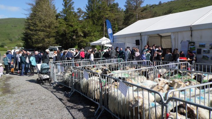 TRANSHUMANCE 2025 4 AHUSKY