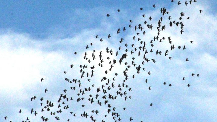 LES PALOMBES SE FONT ATTENDRE