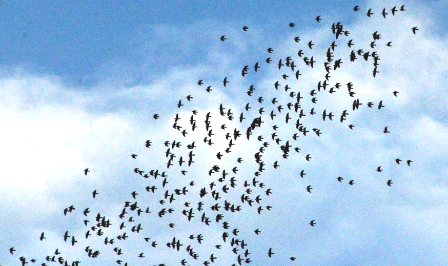 LES PALOMBES SE FONT ATTENDRE