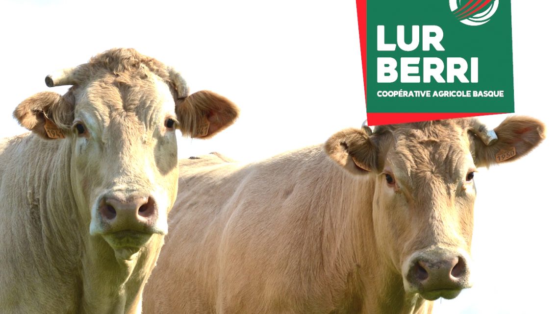 Lur Berri agit pour la filière bovine