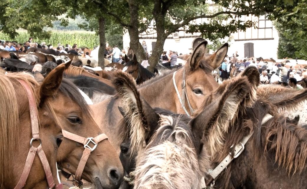 Foire de Garris